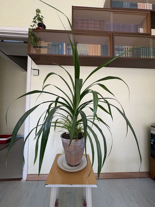 панданус комнатное растение