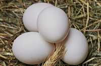 Яйца индоуток  свежие