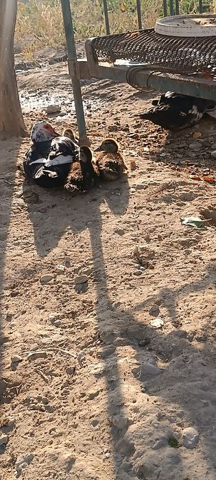 Indoutkalar sotiladi arzonroq bervoraman hammasini olganga