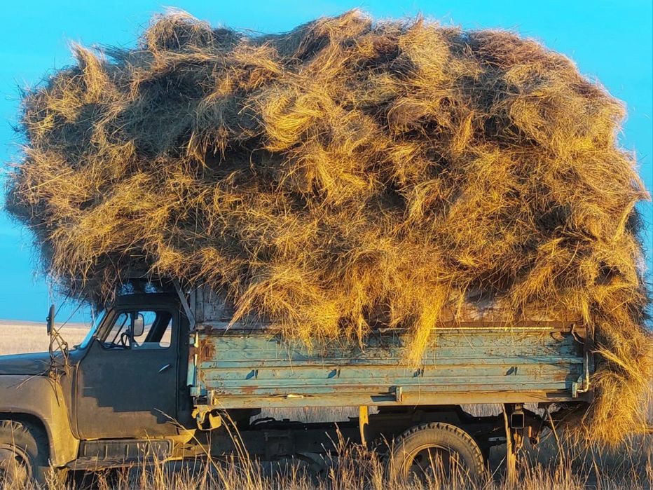 Сено / сено в рулонах / россыпной