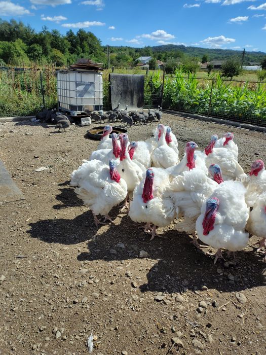 Curcani albi disponibili