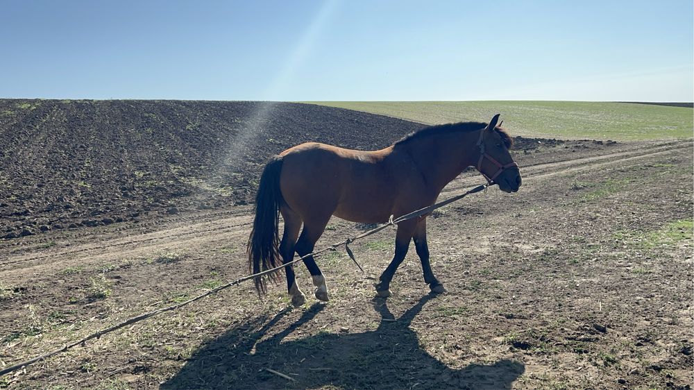 Vand sau schimb iapa