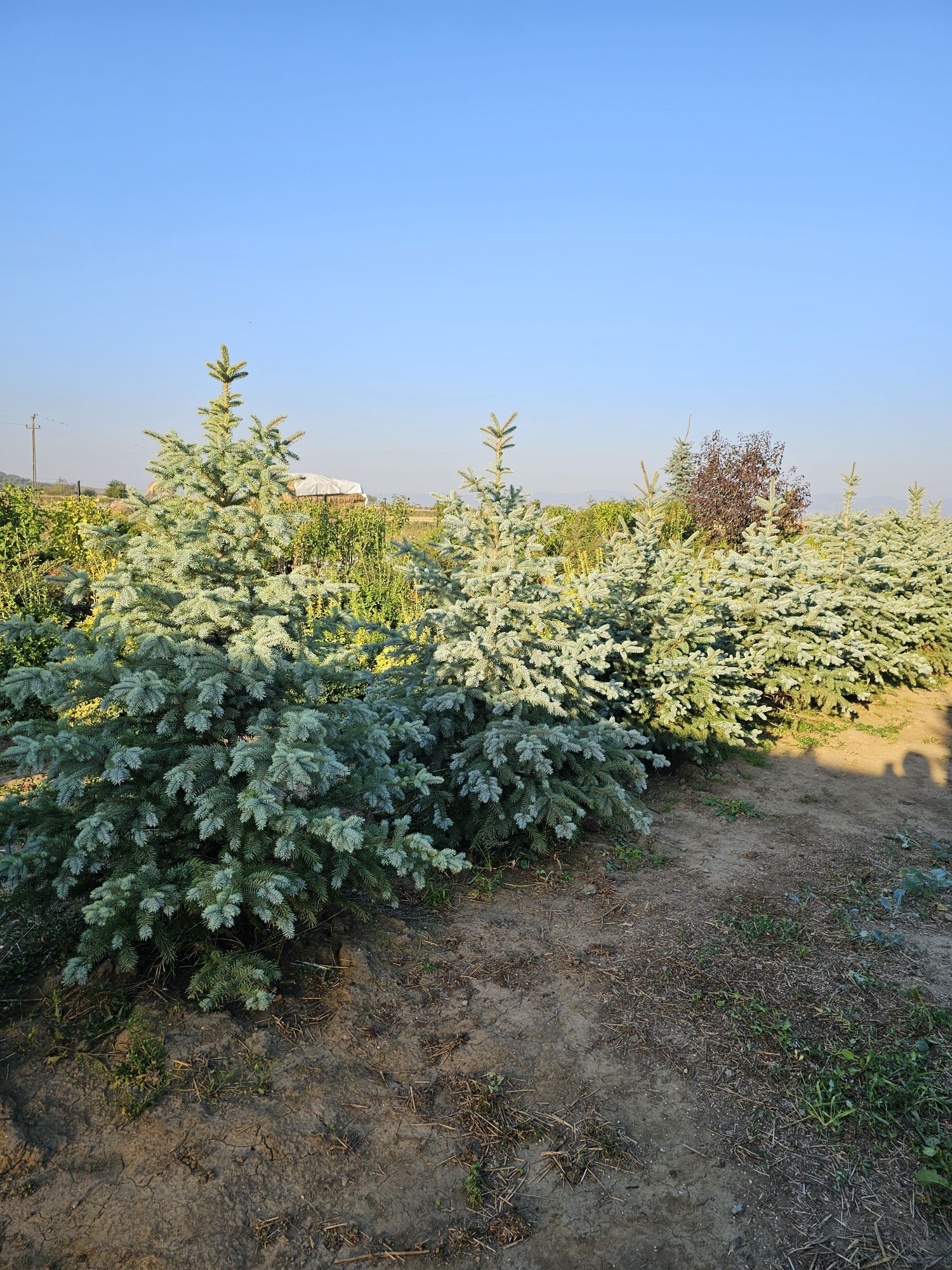 Vând tuia,gazon,magnolii,mesteacăn, tei,