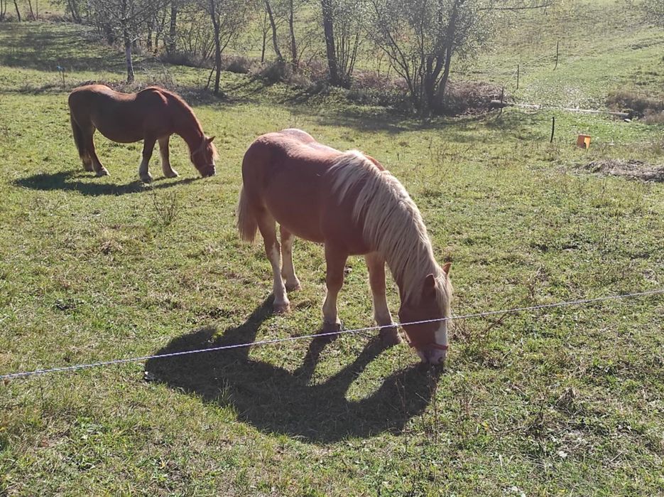 Mânz șarg de 1an și 4 luni