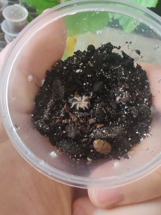 Grammostola aureostriata