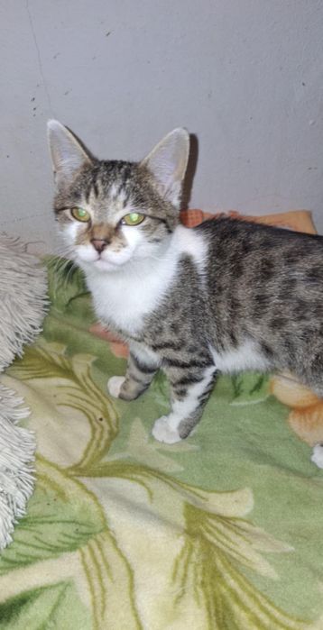 Coco si Dior pui de pisica de 3 luni își caută căsuța!