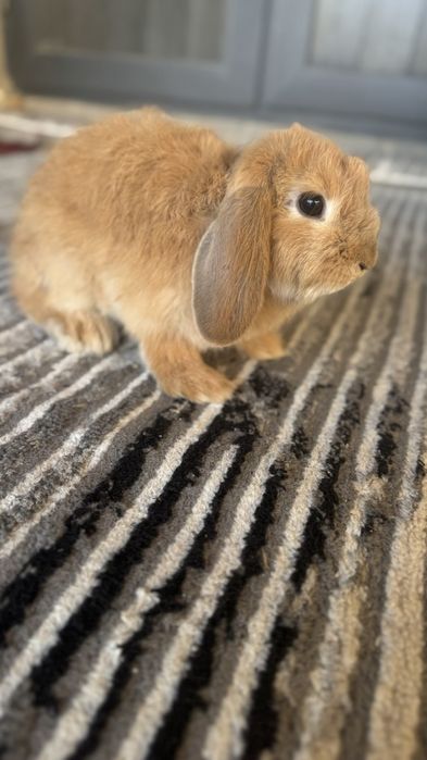 Карлик куён боллари