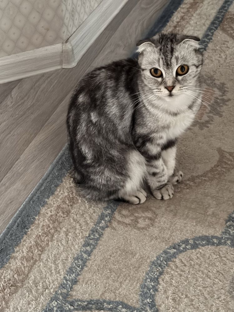 Котята 1 месяц 3 мальчика 1 девочка
