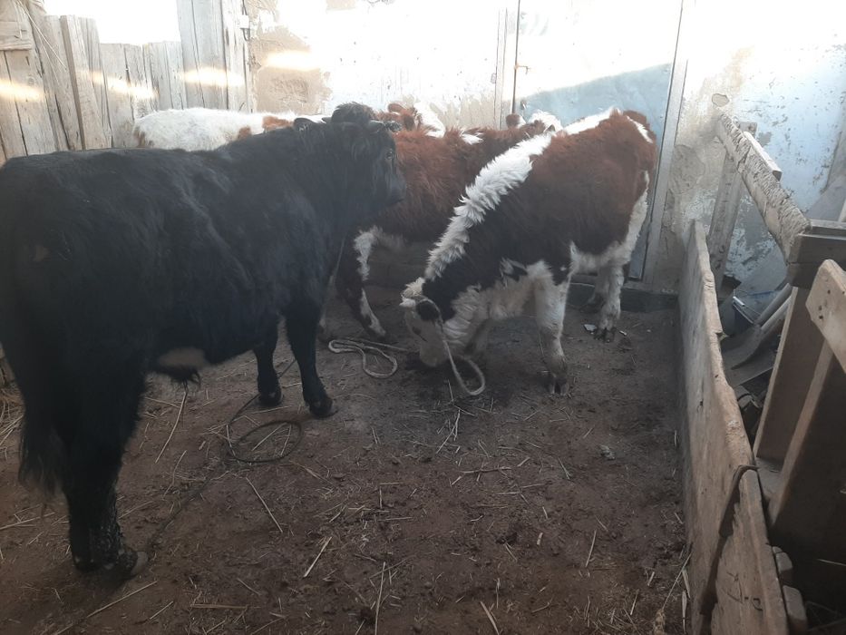 4 баспақ сатылады