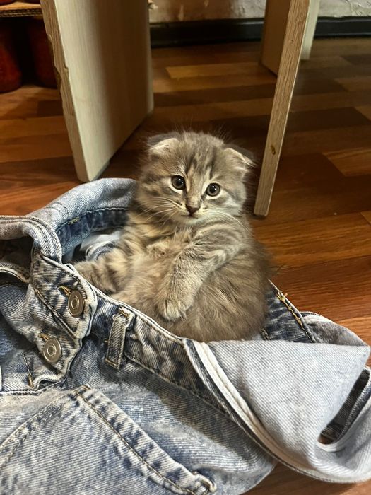 Продам котёнка скотиш фолд 3 месяца