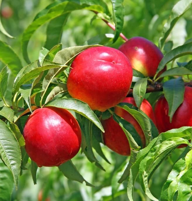 Pomi Fructiferi din Pepinieră