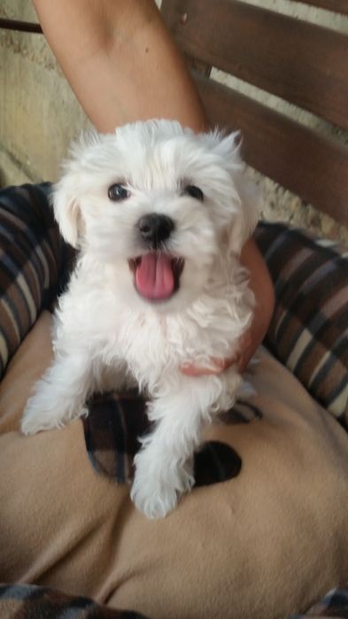 Bichon Maltez/Bison Talie Mica