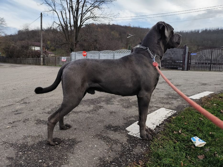 Cane Corso pui Părinți Campioni Arbitrați ACHR FCI