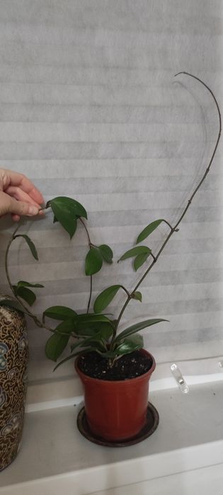 Дифинбахия , замиокулькас,хойя