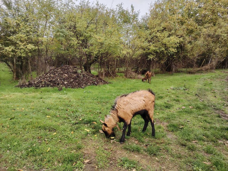 Френски алпин 1,5г