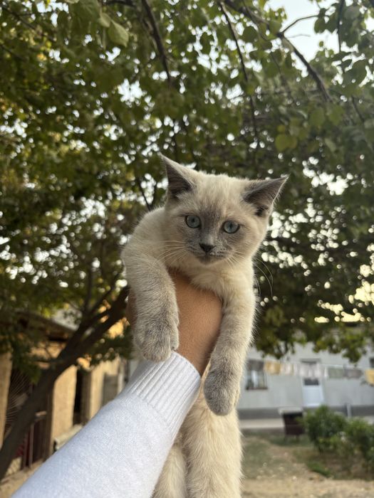 siyamski mushuk bolasi