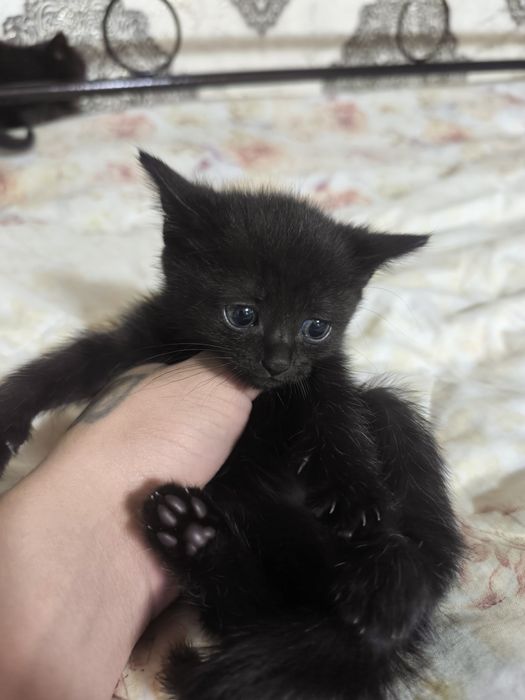 Мушукчаларимиз сотилади