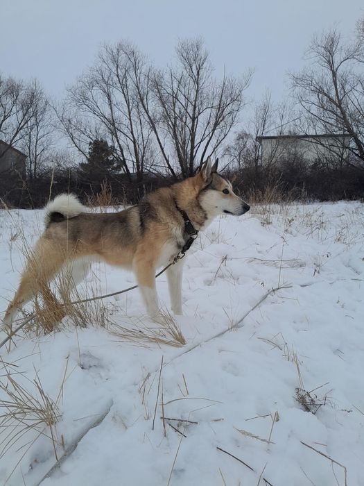 Бронь щенков ЗСЛ лайка
