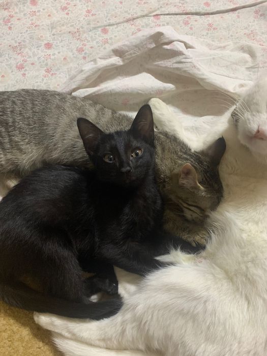 Отдам в хорошие руки двух котят
Два котенка (около 2 месяцев)