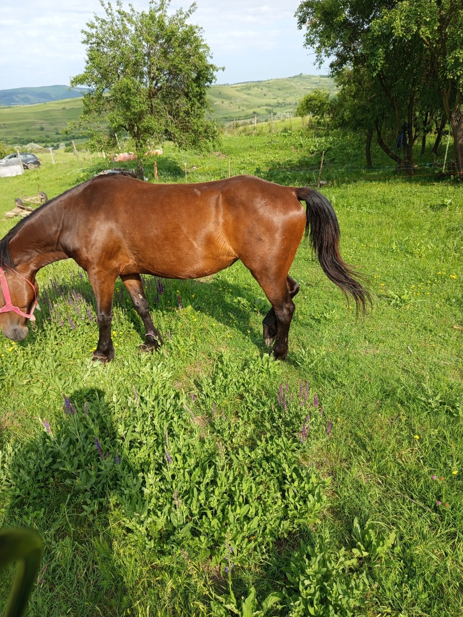 Vând iapa blândă
