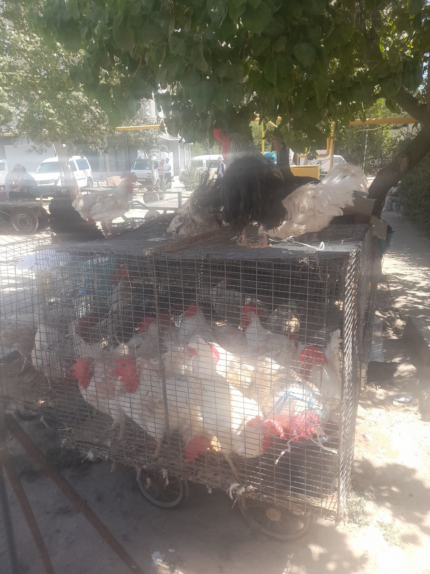 Xoroz tovuq lar yunusobod dexqon bozorida valiantla kop