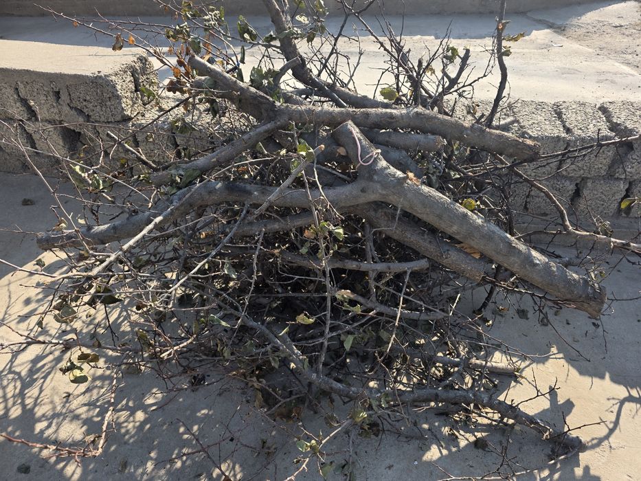 Дрова.O'tin,o'rik daraxtidan.