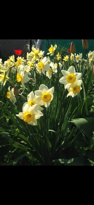 Bulbi de trompeti/ghiocei de vanzare