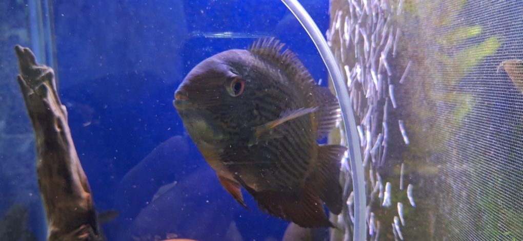 Severum, Ложный дискус