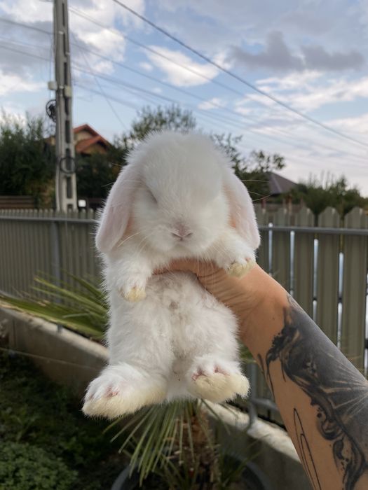 Iepuri pitici de companie Berbec pitic/Mini Lop