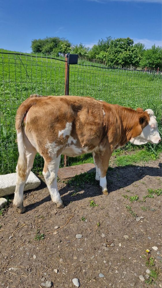 Vand 2 vitele  4300 lei/buc au 300 kg/buc