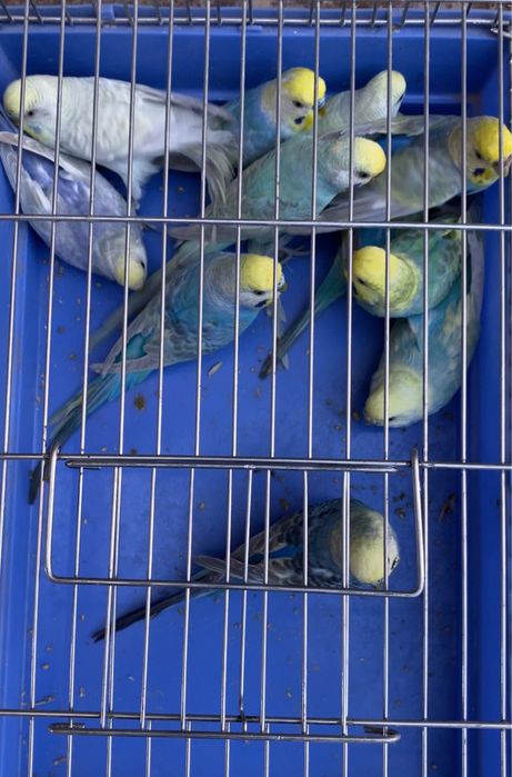 Totila Sotiladi 20 ta bor optim sotaman hammasini bir joyda tayyor par