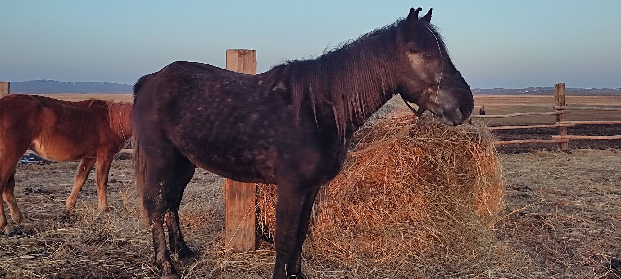 Айғыр 5 жасар сатылады.