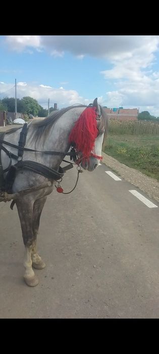 Vând cal  de 7 ani  cuminte