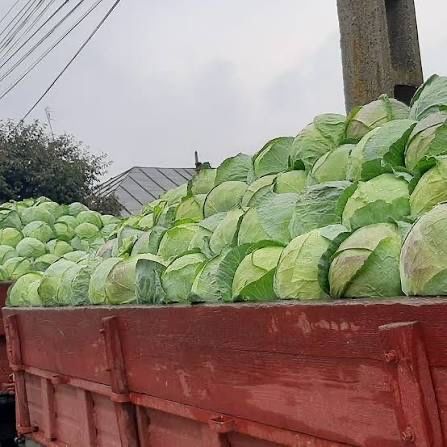 Varza româneasca de buzău!!