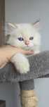Pui british short hair pointed