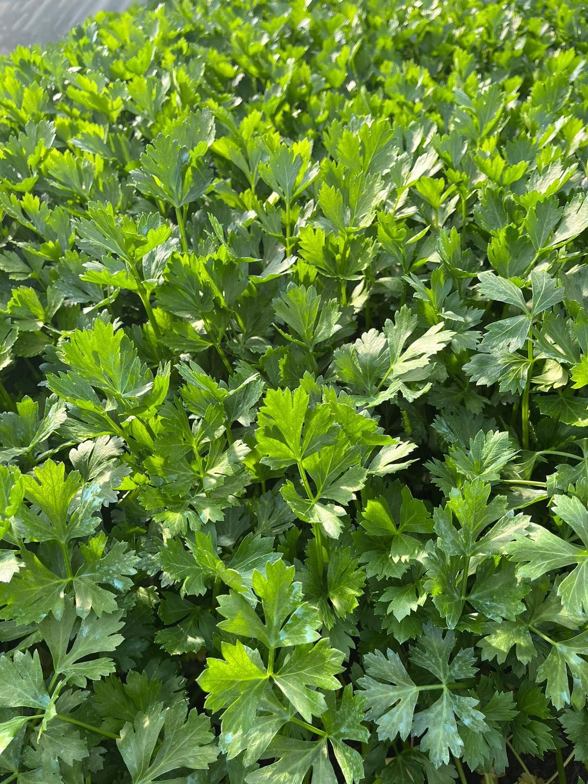 Rasaduri de legume, flori și plante aromatice