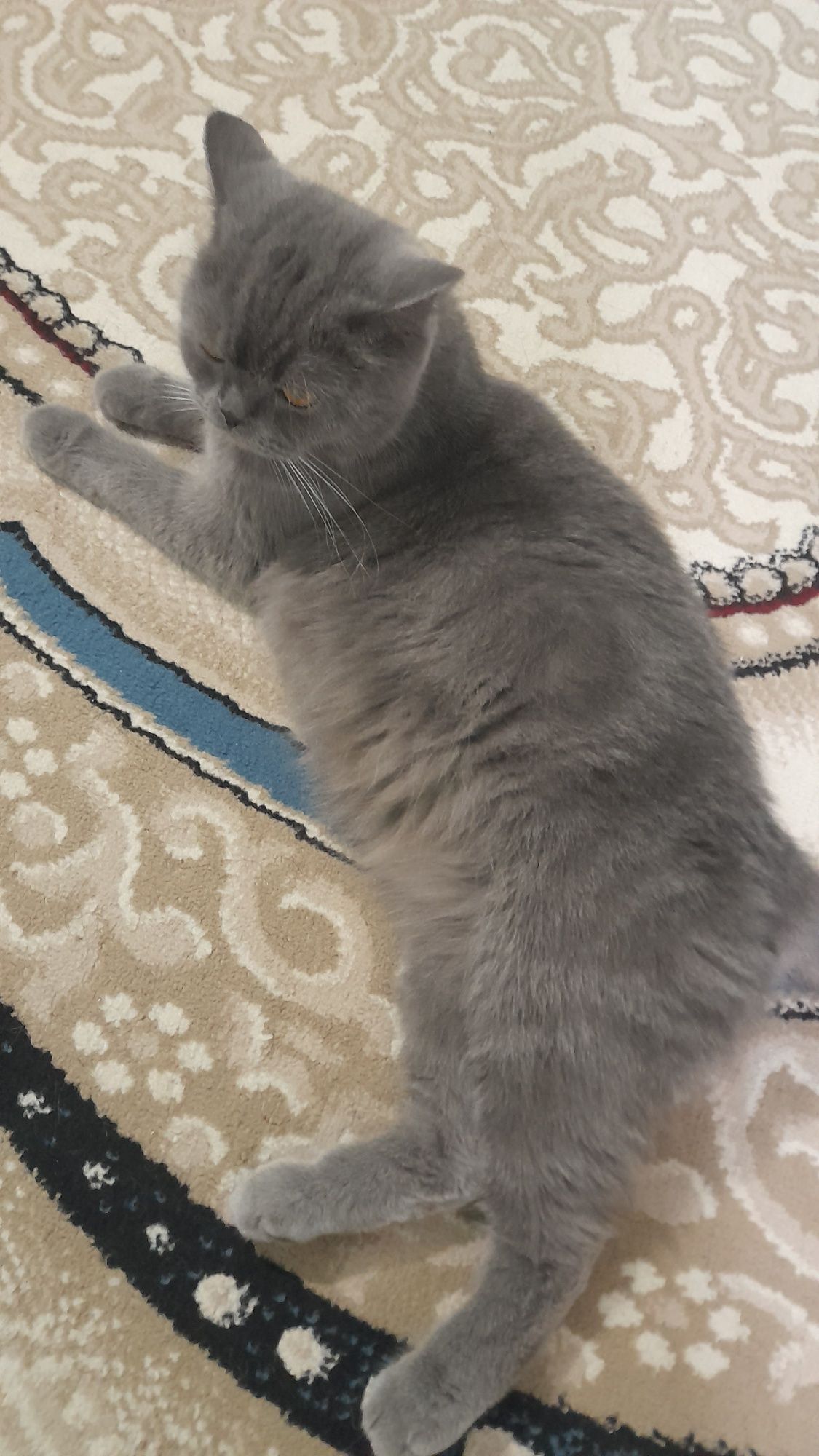 Котята Скоттиш Страйт