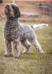 Disponibila femela Lagotto Romagnolo