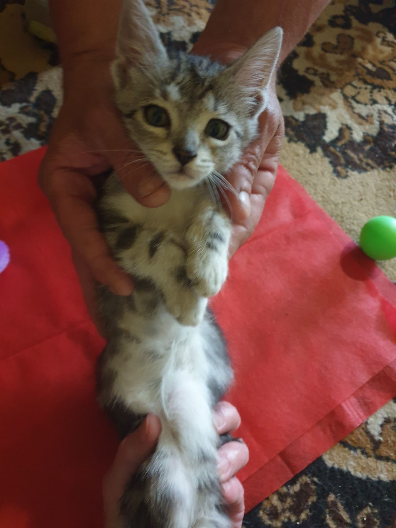 Подарявам  женско котенце