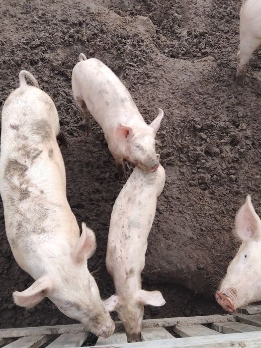 Продавам прасета за угояване