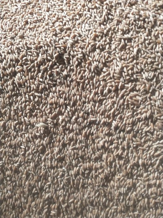 Grâu, orzoaică, consum, sămânță