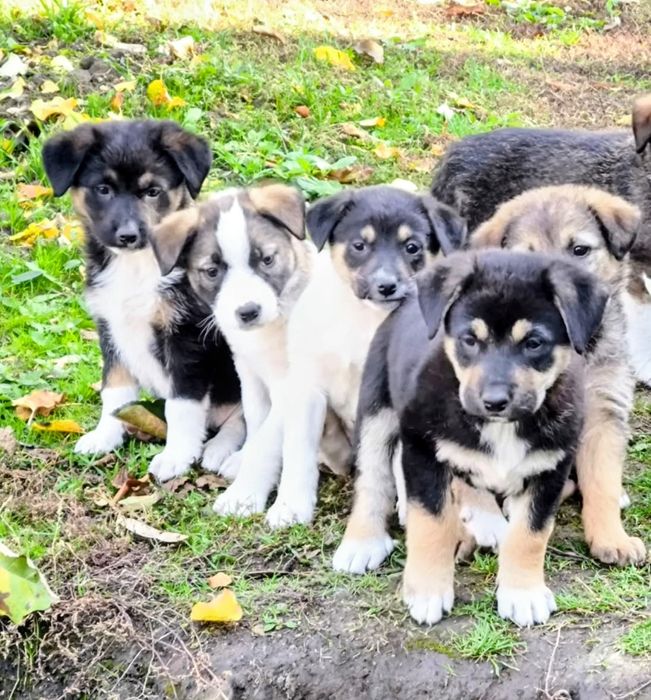 Căței spre adopție!