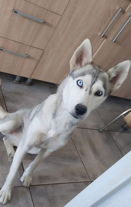 Husky femelă disponibila pentru adopție!