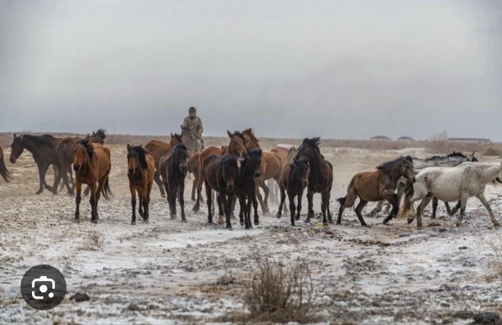 Кобыла. Продам две кобылы.