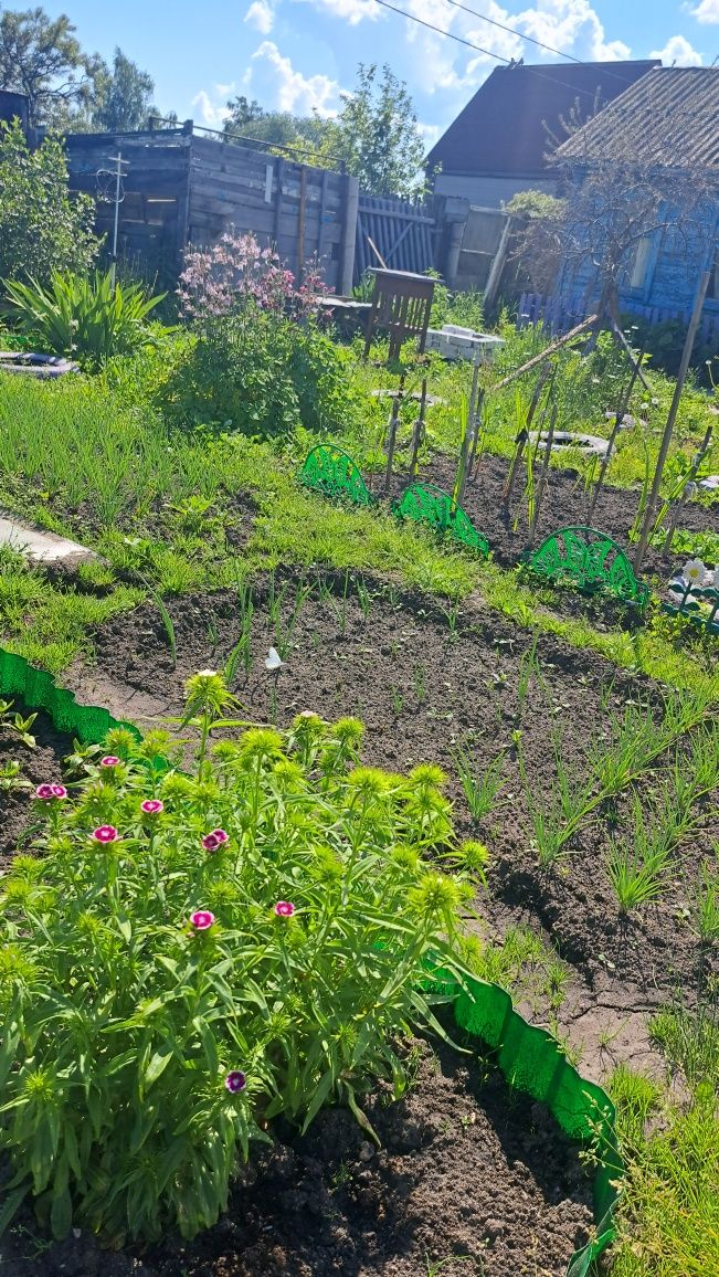 Продам ухоженную дачу в дачном обществе,,Борки,,