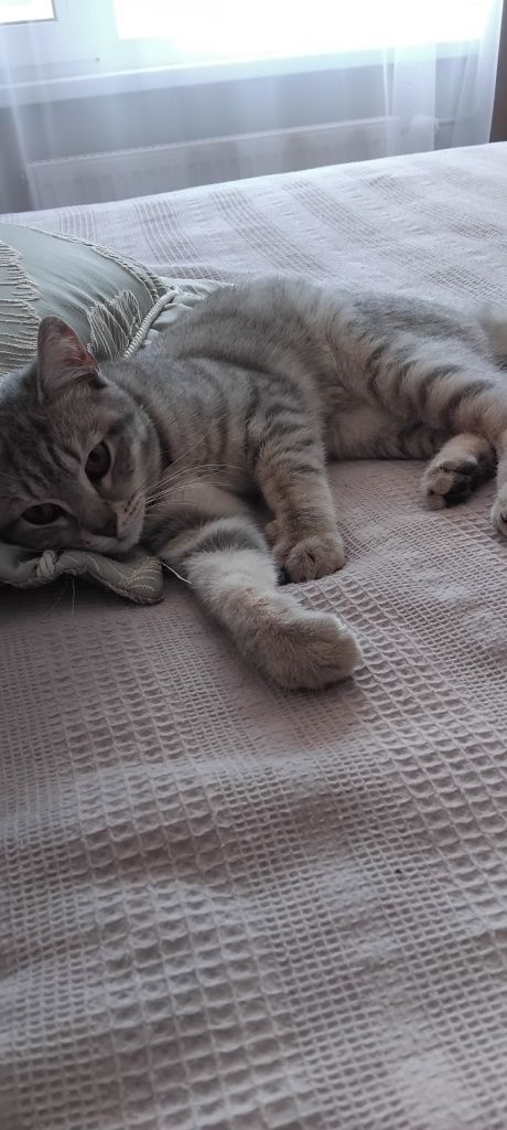 Кот, ласковый, к лотку приучен