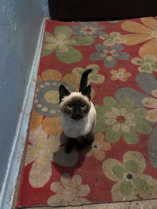 Красивая молодая кошечка в добрые руки