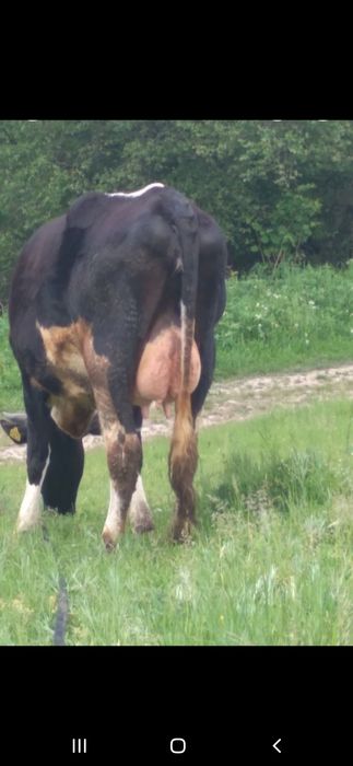 Vând vaca in varsta de 2 ani gestanta cu al 2 vitel  Gestatie 4 luni