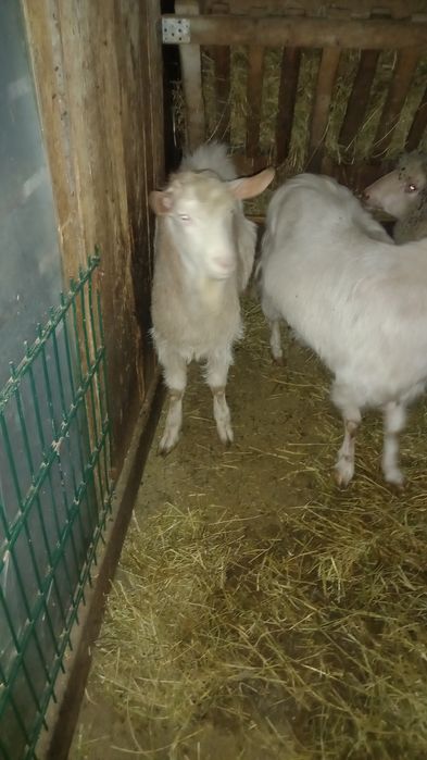 Vand țap din primăvară