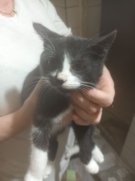 Donez 3 fetite frumoase